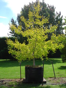 Products: Ginkgo biloba Autumn Gold