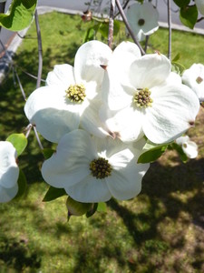 Products: Cornus nuttalii x florida Eddies White Wonder