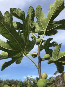 Products: Ficus carica ‘Brown turkey’