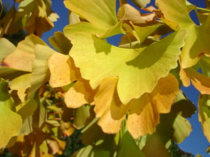 Products: Ginkgo biloba Fastigata
