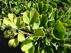 Products: Ginkgo biloba Jade Butterflies