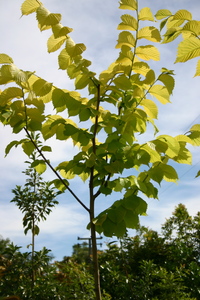 Products: Ulmus glabra lutescens