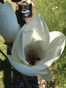 Products: Magnolia ‘Lennei Alba’