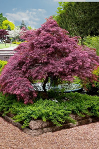 Products: Acer palmatum dissectum ‘Tamukeyama’ – Weeping Japanese Maple