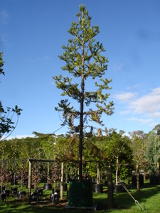 Products: Agathis australis