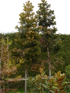 Products: Agathis robusta
