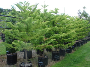 Products: Araucaria heterophylla