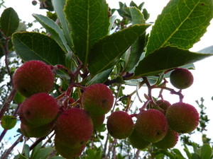 Products: Arbutus unedo
