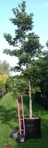 Products: Beilschmiedia taraire