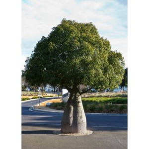 Products: Brachychiton rupestris