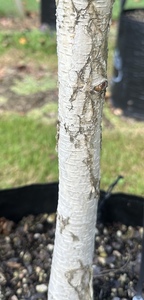 Products: Betula utilis Jacquemontii ‘Dazzler’