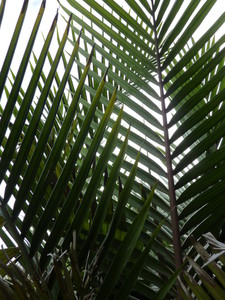 Products: Rhopalostylis sapida