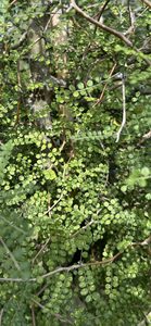Products: Sophora chathamica