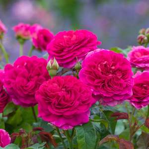 Best Sellers: Gabriel Oak