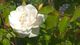 MME Alfred Carriere
