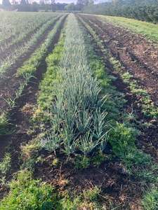 Bulbs: SHALLOTS - French Red