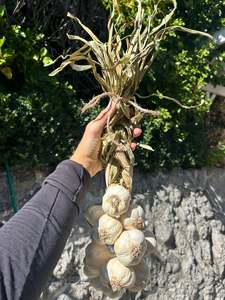 Specialties: Garlic Plaits