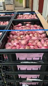 SHALLOTS - Culinary 1kg 30-40mm