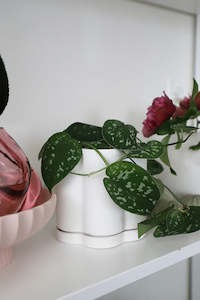 Vase: Planters w Tray