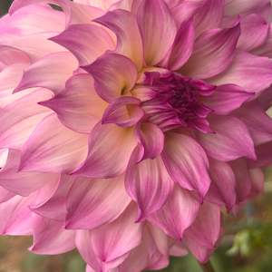 Youth Enterprise Workshops: Colorado Dahlia