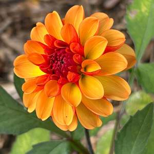 Youth Enterprise Workshops: American Sunset