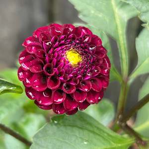 Moody Dark Dahlias: Rocco Dahlia