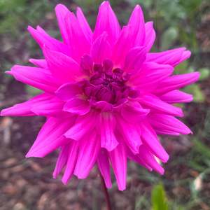 Bright Dahlias: Windsong B2 - Purple Dahlia Seedling