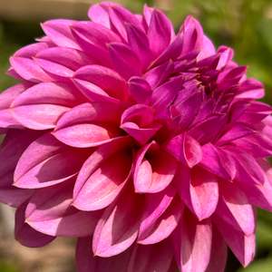 Bright Dahlias: MW-B2 Seedling - Purple Ball Dahlia 2025/26