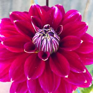 Moody Dark Dahlias: Maldini dahlia - dark purple with white tips