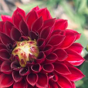 Moody Dark Dahlias: MW-B3 Seedling - dark burgundy Dahlia 2025/26
