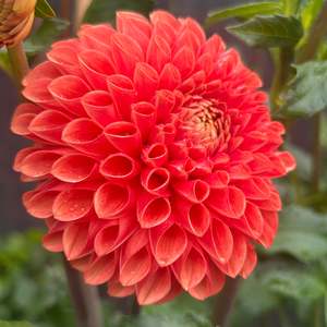 Bright Dahlias: Jowey Linda - Orange Ball Dahlia