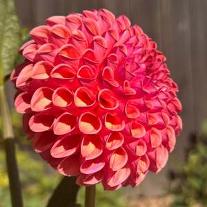 Bright Dahlias: Snoho Jojo - Peachy Ball Dahlia