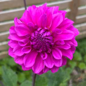 Bright Dahlias: MW-B1 Seedling - Purple Ball Dahlia 2025/26