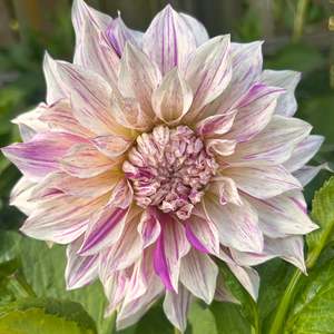 Pastel Dahlias: Cafe Twist (stripy Cafe au Lait dahlia)