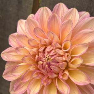 Pastel Dahlias: Cameo Peach (large pale pink Dahlia)