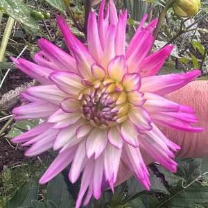 Bright Dahlias: Mystery Pink dahlia