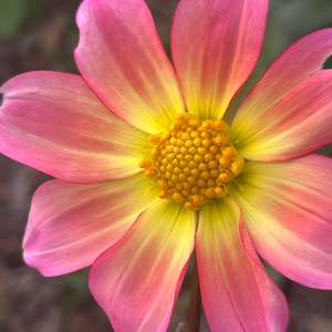 Bright Dahlias: SvB5 Seedling Dahlia - pinky yellow