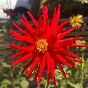 Bright Dahlias: LB-4 Seedling Dahlia - red single cactus