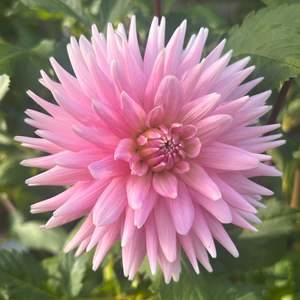 Bright Dahlias: Park Princess dahlia
