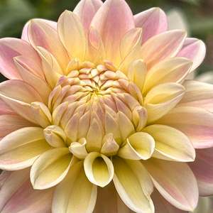 Pastel Dahlias: Coralie Dahlia