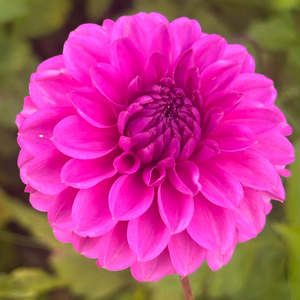 Bright Dahlias: MW-B1 Purple decorative Seedling Dahlia - Maxwelton's 1st year seedling