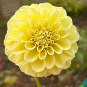 Bright Dahlias: MW-A5 Yellow decorative Seedling Dahlia - Maxwelton's 1st year seedling