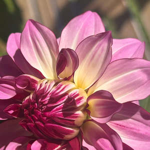 Bright Dahlias: MW-A1 Cassis-esque Seedling Dahlia - Maxwelton's 1st year seedling