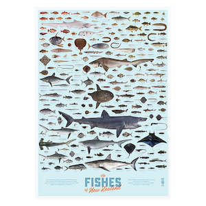 Te Papa Press: The Fishes of New Zealand Poster