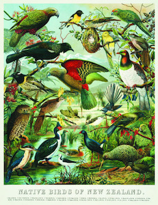 Nz Art Pieces: William Shaw Diedrich Schmidt, 'Buller’s Birds of New Zealand', circa 1900 – Poster