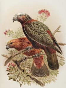 Museum Collection Prints Matatuhi Mai I Kohinga O Te Papa: Johannes Keulemans 'Kaka', circa 1900 - Print