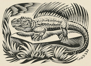 Wholesale: Tuatara; 1950 - Card