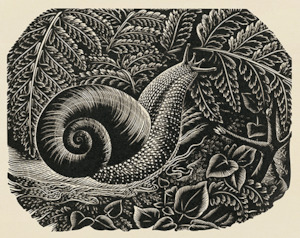 Wholesale: Kauri Snail; 1953 - Card