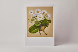 Nz Art Pieces: Sarah Featon Mountain Lily A3 Print