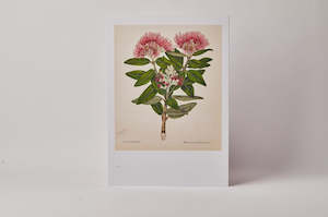 Nz Art Pieces: Sarah Featon Pohutukawa A3 print